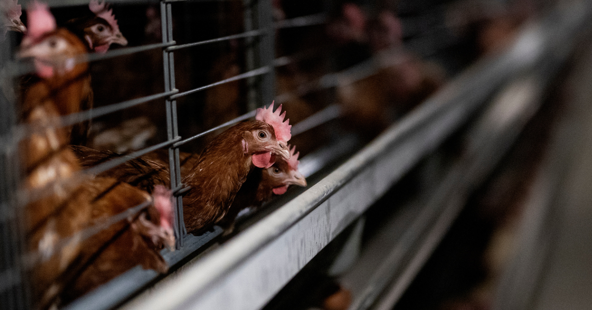 Debelets Campaign Launches Against Megafarm in Debelets, Bulgaria Aiming to ...
